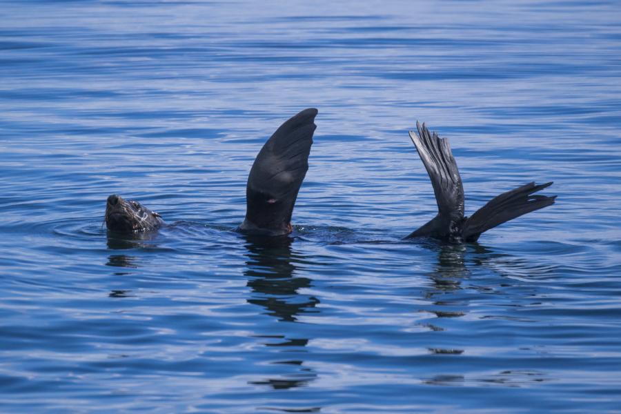 Australian Fur Seal