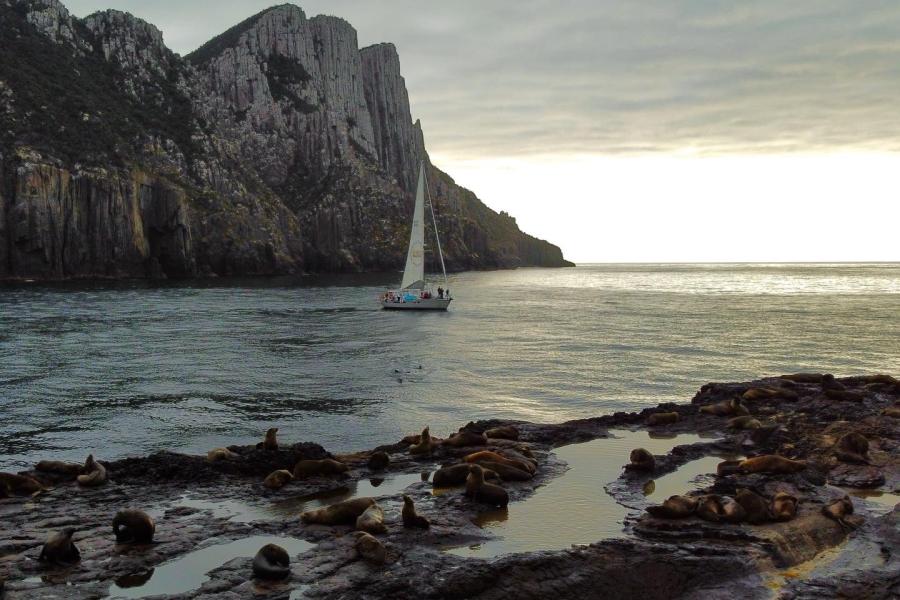 Seals and Cape Pillar